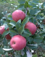 Shelton Farms specializes in local homegrown produce like these Honeycrisp apples. Direct from Shelton Farms.