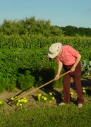 Shelton Farms founder Ethan Shelton tending bountiful garden